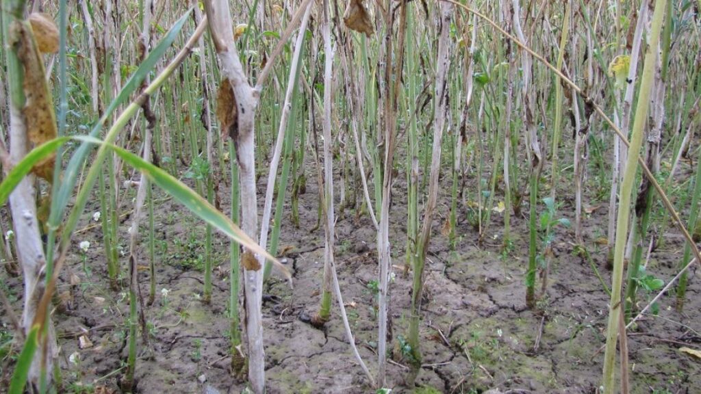 Biological Control of Sclerotinia in Oilseed Rape