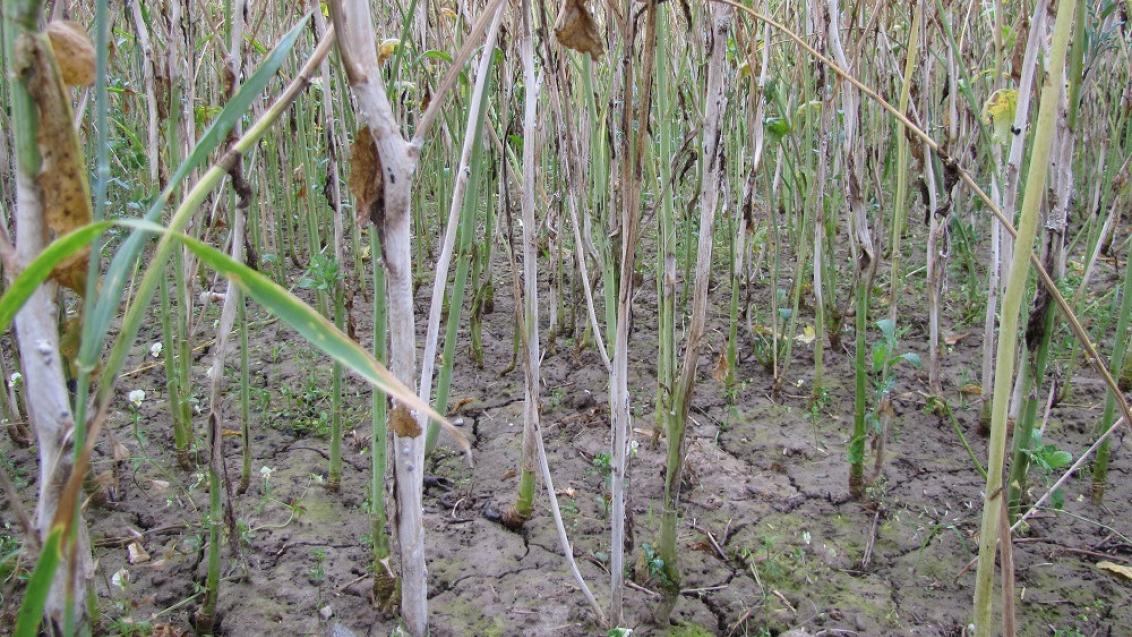 Biological Control of Sclerotinia in Oilseed Rape