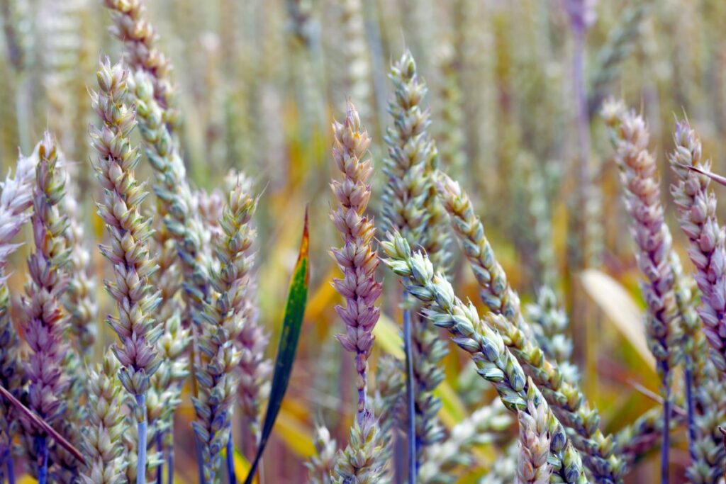 Untreated wheat heads