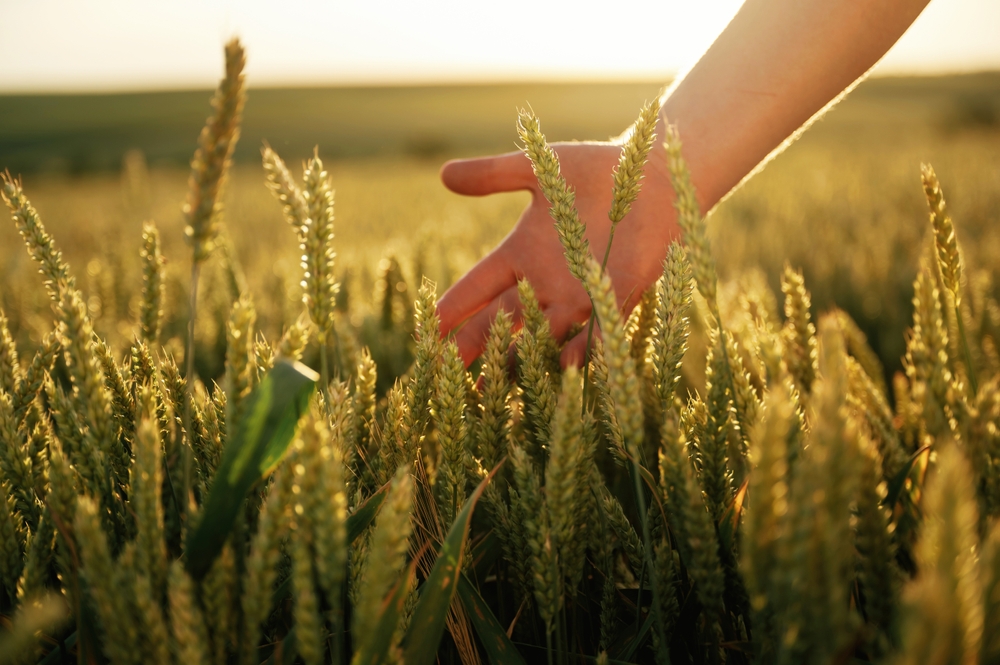 Wheat heads