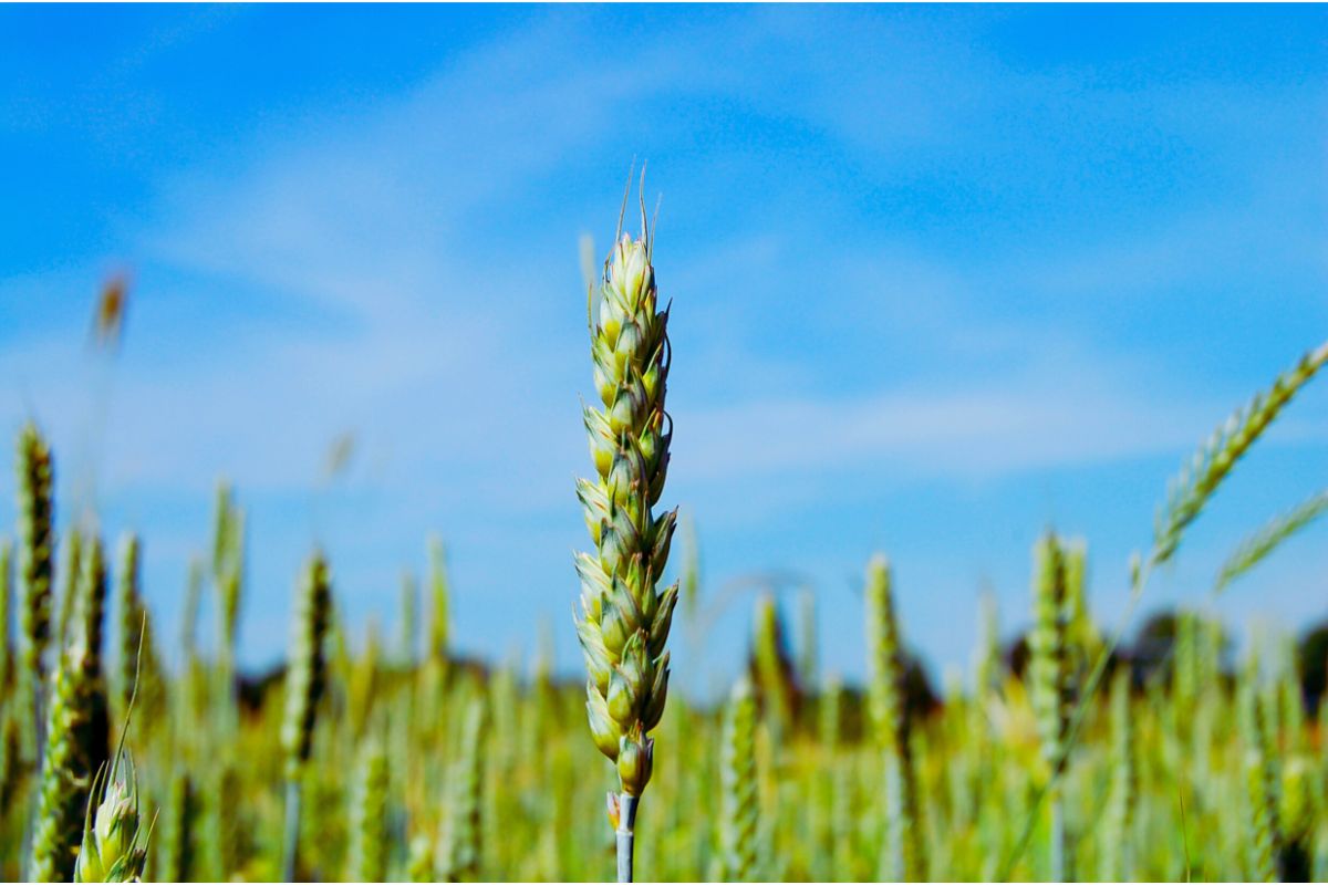 Broad-spectrum biological wheat protection