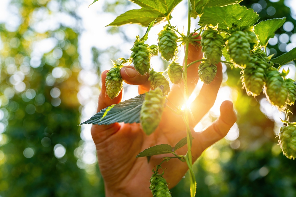 A healthy hop cone protected by BIOGAMA’s biological shield against Verticillium wilt and Fusarium.