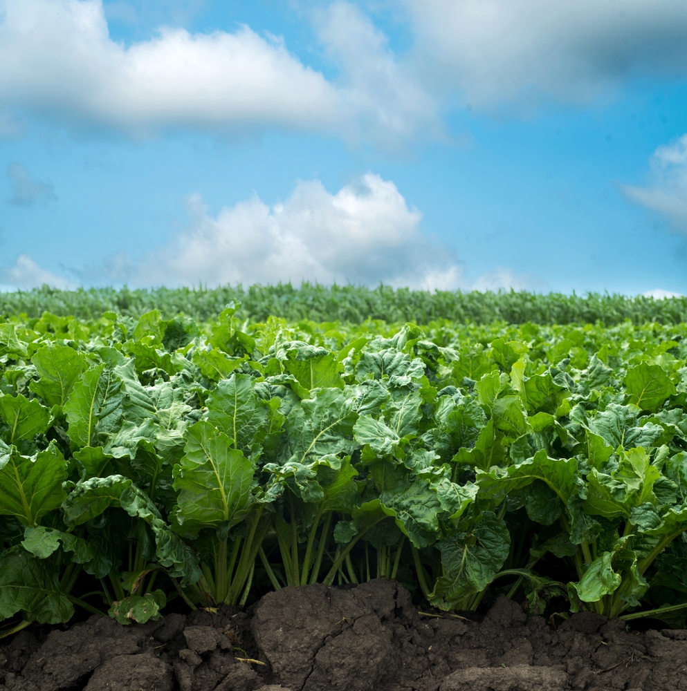 A healthy and vital sugar beet crop in August, protected by BIOGAMA biotechnology against Cercospora beticola with zero chemical footprint.